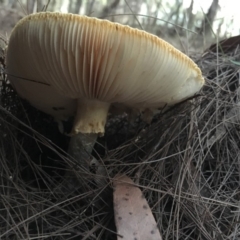 Amanita sp. (Amanita sp.) at Moruya, NSW - 23 Apr 2019 by LisaH