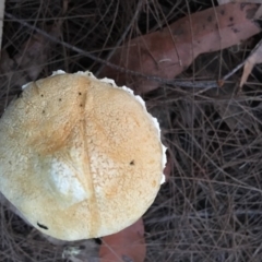 Austroboletus eburneus (Austroboletus eburneus) at Moruya, NSW - 23 Apr 2019 by LisaH