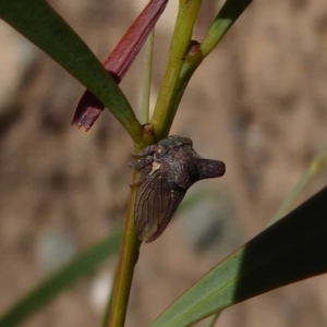 Ceraon sp. (genus) at Uriarra Village, ACT - 20 Apr 2019 11:04 AM