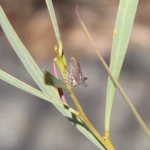 Ceraon sp. (genus) at Uriarra Village, ACT - 20 Apr 2019 11:04 AM