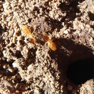 Nasutitermes exitiosus at Uriarra Village, ACT - 20 Apr 2019