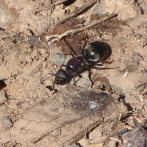 Camponotus suffusus at Uriarra Village, ACT - 20 Apr 2019 11:11 AM