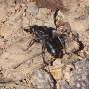 Camponotus suffusus at Uriarra Village, ACT - 20 Apr 2019 11:11 AM