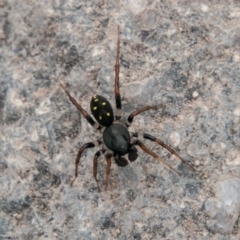 Habronestes sp. (genus) (An ant-eating spider) at Chapman, ACT - 21 Apr 2019 by SWishart