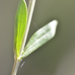 Centaurium erythraea at Wamboin, NSW - 23 Dec 2018