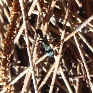 Rhytidoponera metallica at Uriarra Village, ACT - 20 Apr 2019