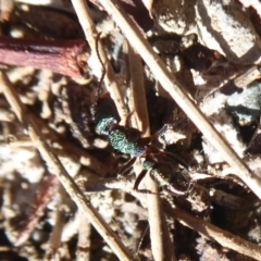 Rhytidoponera metallica at Uriarra Village, ACT - 20 Apr 2019