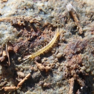 Cryptops sp. (genus) at Uriarra Village, ACT - 20 Apr 2019