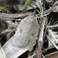 Meritastis polygraphana (Mottled Bell Moth) at Tuggeranong Hill - 24 Apr 2019 by Owen