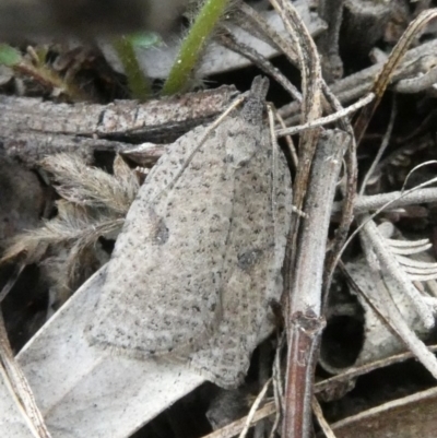 Meritastis polygraphana (Mottled Bell Moth) at Theodore, ACT - 24 Apr 2019 by owenh