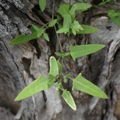 Einadia nutans (Climbing Saltbush) at Theodore, ACT - 23 Apr 2019 by Owen