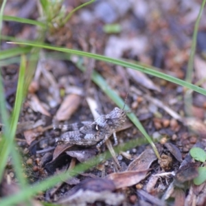 Acrididae sp. (family) at Wamboin, NSW - 24 Dec 2018