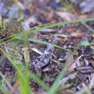 Acrididae sp. (family) at Wamboin, NSW - 24 Dec 2018