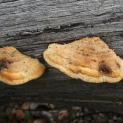 Truncospora ochroleuca at Tuggeranong Hill - 23 Apr 2019 by Owen