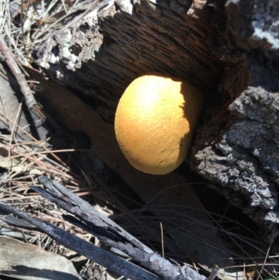 Gymnopilus sp. (Gymnopilus) at Moruya, NSW - 24 Apr 2019 by LisaH