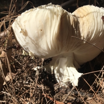 Amanita sp. (Amanita sp.) at Moruya, NSW - 24 Apr 2019 by LisaH