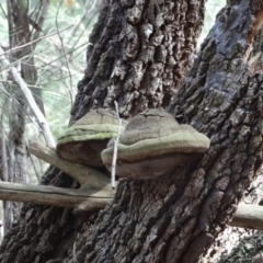 Phellinus sp. (Phellinus sp.) at Moruya, NSW - 24 Apr 2019 by LisaH