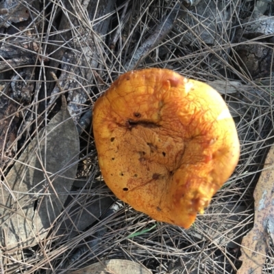 Agarics gilled fungi at Moruya, NSW - 24 Apr 2019 by LisaH