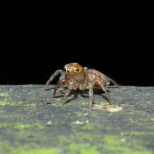 Prostheclina sp (genus) at Acton, ACT - 23 Apr 2019 01:45 PM