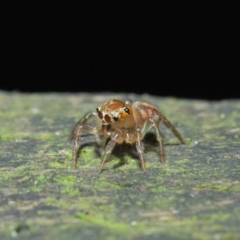 Prostheclina sp (genus) at Acton, ACT - 23 Apr 2019 01:45 PM