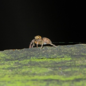 Prostheclina sp (genus) at Acton, ACT - 23 Apr 2019