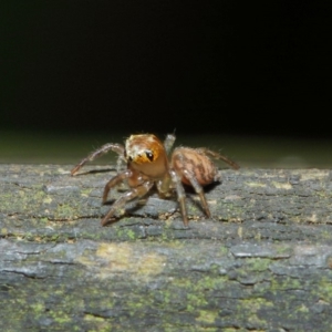 Prostheclina sp (genus) at Acton, ACT - 23 Apr 2019