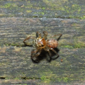 Prostheclina sp (genus) at Acton, ACT - 23 Apr 2019 01:45 PM