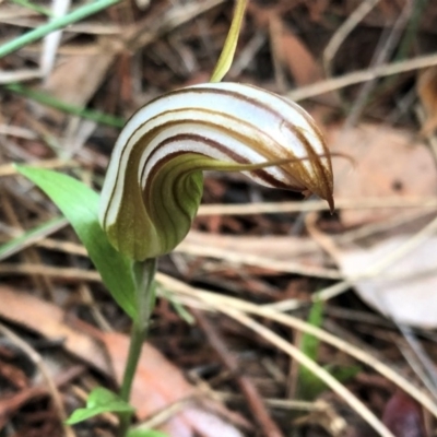 Diplodium truncatum (Little Dumpies, Brittle Greenhood) at Cook, ACT - 16 Apr 2019 by CathB