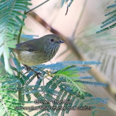 Acanthiza pusilla (Brown Thornbill) at Mollymook Beach, NSW - 19 Apr 2019 by CharlesDove