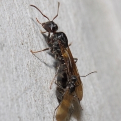 Notoncus sp. (genus) (A Notoncus ant) at Acton, ACT - 23 Apr 2019 by TimL