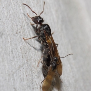 Notoncus sp. (genus) at Acton, ACT - 23 Apr 2019