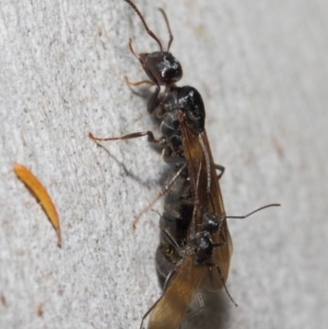 Notoncus sp. (genus) at Acton, ACT - 23 Apr 2019