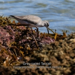 Tringa brevipes (Grey-tailed Tattler) at Jervis Bay Marine Park - 18 Apr 2019 by Charles Dove