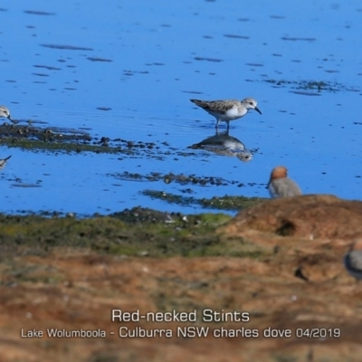 Calidris ruficollis (Red-necked Stint) at Culburra Beach, NSW - 19 Apr 2019 by CharlesDove