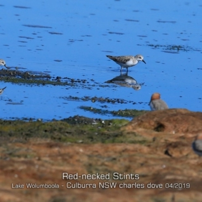 Calidris ruficollis (Red-necked Stint) at Culburra Beach, NSW - 18 Apr 2019 by Charles Dove