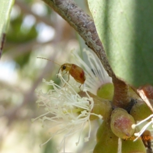 Monolepta juno at Sth Tablelands Ecosystem Park - 14 Apr 2019 12:26 PM