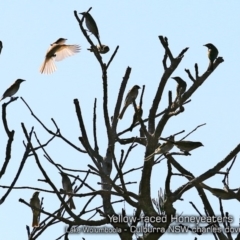 Caligavis chrysops (Yellow-faced Honeyeater) at Culburra Beach, NSW - 18 Apr 2019 by Charles Dove