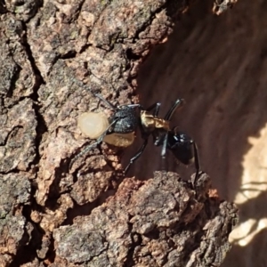 Polyrhachis ornata at Cook, ACT - 20 Apr 2019