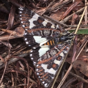 Apina callisto at Griffith, ACT - 24 Apr 2019 09:51 AM