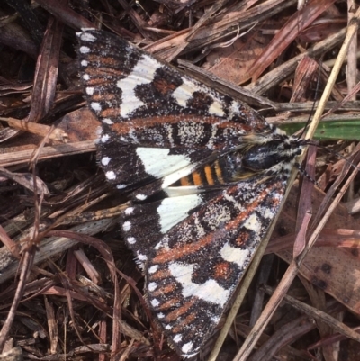 Apina callisto (Pasture Day Moth) at Griffith, ACT - 24 Apr 2019 by AlexKirk