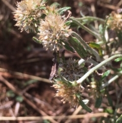 Euchiton sphaericus (star cudweed) at Griffith, ACT - 24 Apr 2019 by AlexKirk