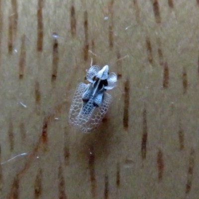 Corythucha ciliata (Sycamore Lace Bug) at Macarthur, ACT - 24 Apr 2019 by RodDeb