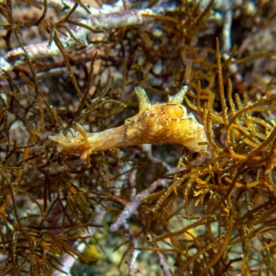Unidentified Sea Slug, Sea Hare or Bubble Shell at Tathra, NSW - 23 Apr 2019 by bdixon75
