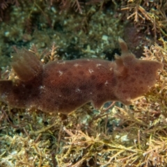 Unidentified Sea Slug, Sea Hare or Bubble Shell at Wapengo, NSW - 24 Apr 2019 by bdixon75
