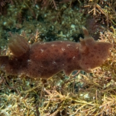 Jorunna pantherina at Wapengo, NSW - 24 Apr 2019 by bdixon75