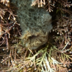 Unidentified Sea Slug, Sea Hare or Bubble Shell at Wapengo, NSW - 24 Apr 2019 by bdixon75