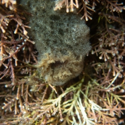 Unidentified Sea Slug, Sea Hare or Bubble Shell at Wapengo, NSW - 24 Apr 2019 by bdixon75