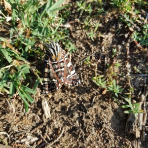 Apina callisto at Yarralumla, ACT - 21 Apr 2019