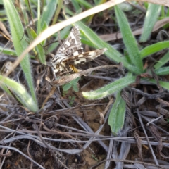 Apina callisto (Pasture Day Moth) at Hackett, ACT - 21 Apr 2019 by jpittock