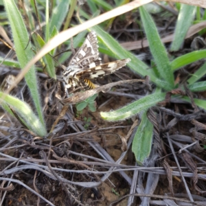 Apina callisto at Hackett, ACT - 22 Apr 2019